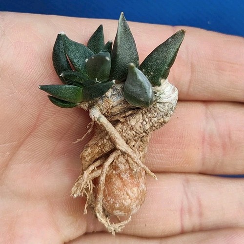 Ariocarpus furfuraceus form