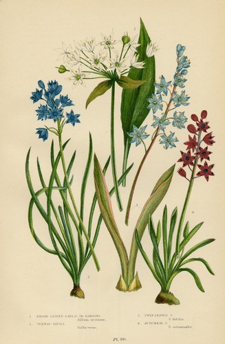 Stampa botanica antica - antica, 1899