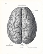 Stampa antica ANATOMIA