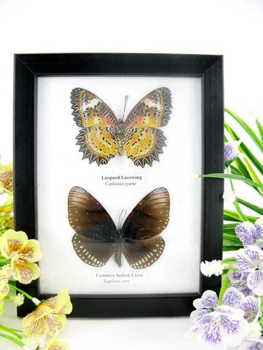 Farfalle vere imbottite - 2,