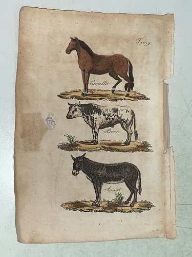 Cavallo bove asino incisione - bove,