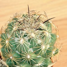 Coryphantha cornifera ,  pot