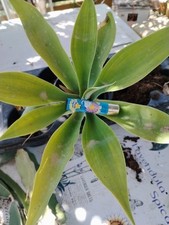 Agave attenuata -  Agave