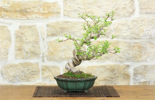 Bonsai melo fiore - di, (4)