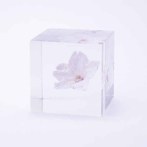 Sola cube sakura modello - sakura,