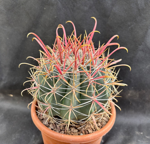 Ferocactus peninsulae baja - peninsulae,