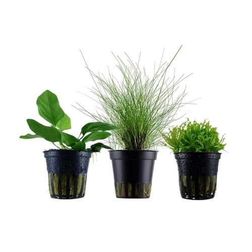 Set piante con primo - con,