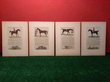 4 ANTICHE STAMPE DI CAVALLI