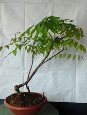 Bonsai di Glicine 60x3cm In