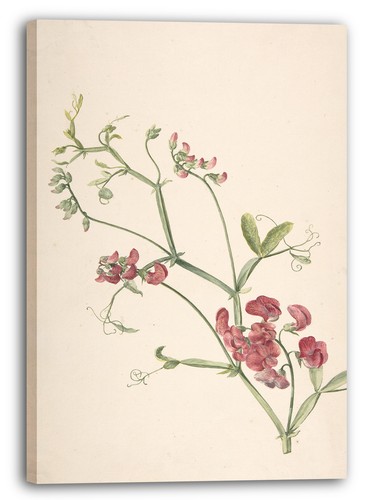 Tela cornice jan jansz van - jan,