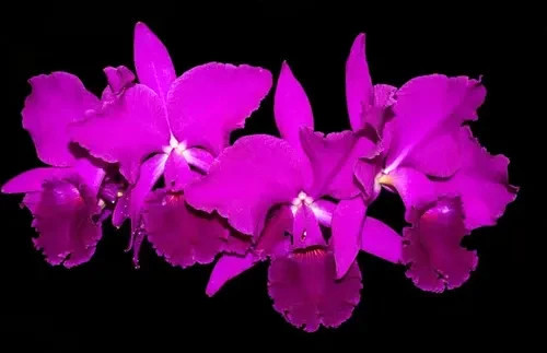 Cattleya jenmanii rubra specie
