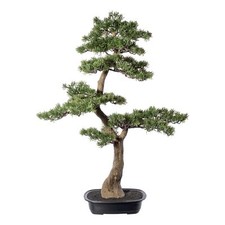 Bonsai di Cedro circa