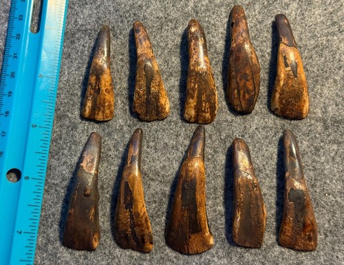 Denti bufalo forati - bufalo,