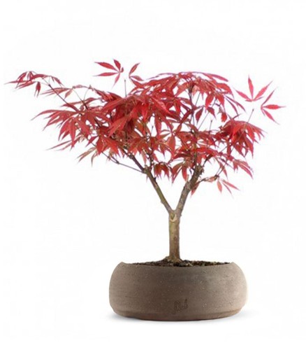 Acero rosso giapponese altezza - rosso,