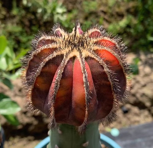 Uebelmannia pectinifera - 7,2,