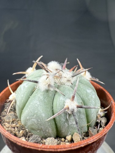 Echinocactus horizonthalonius