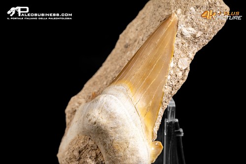 Dente fossile otodus - dente,