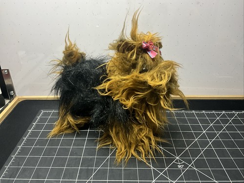 Dan dee yorkshire terrier - dan,