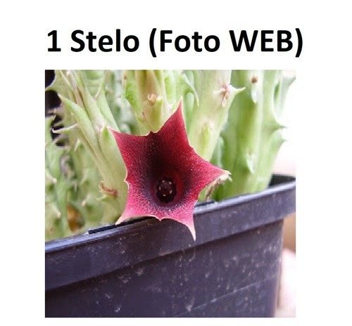 Huernia keniensis singolo - keniensis, ,singolo