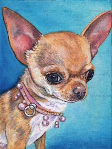 Ritratto cane chihuahua - ritratto,