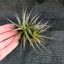 Tillandsia bergeri Pianta dell'aria ANTINQUINAMENTO AIR PLANT  2-3 Clumps
