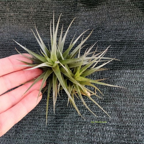 Tillandsia bergeri pianta - bergeri,