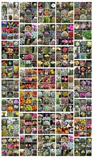 30 semi in miscuglio di cactus , piante grasse,seeds cactus mix, 30 semi mix