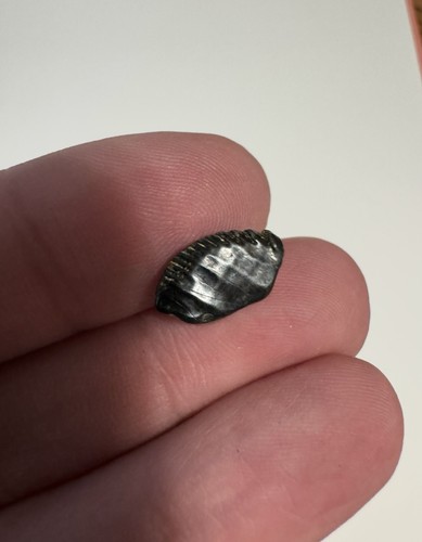Dente iguanodonte fossile - iguanodonte,