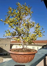 BONSAI Punica granatum Nana -