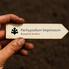 Pachypodium bispinosum SEEDS -