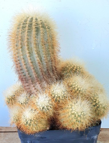 Copiapoa cinerea var