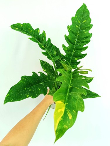 Philodendron ring fire - philodendron, of