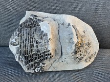 Dapedium sp Rare Fossil Fish