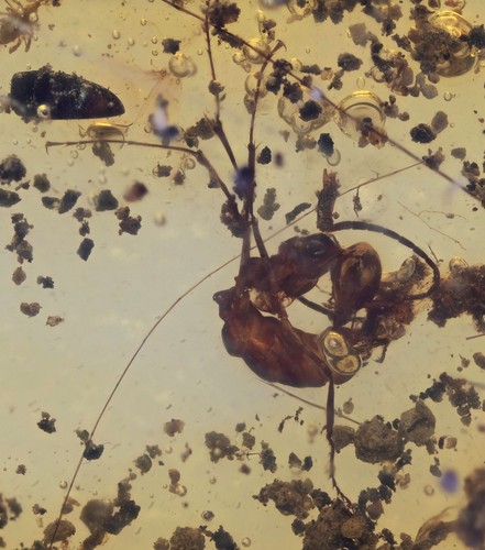 Formica gerontoformica - formica,