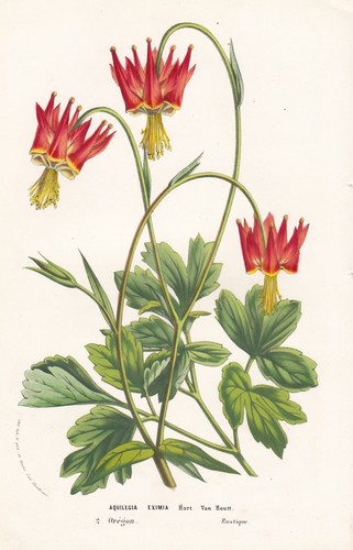 Aquilegia eximia serpentine - eximia,