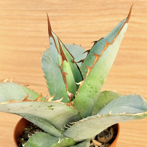 Agave titanota white ice - white,