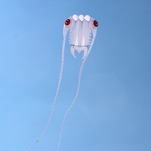 Aquilone trilobite bianco - aquilone, 2m²
