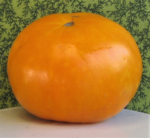 Oranzhevy velikan pomodoro - oranzhevy,