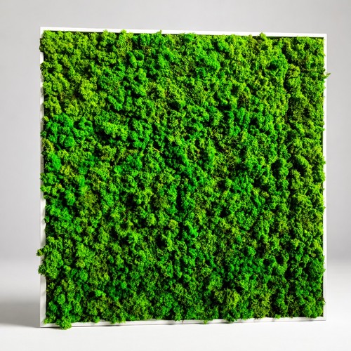Quadro licheni - di,