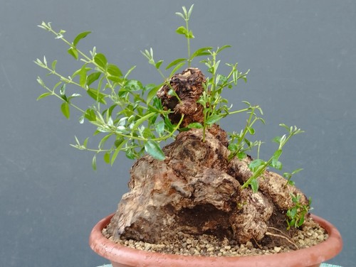 Bonsai olivastro 30x20cm - 30x20cm, in
