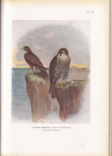 Martorelli gli uccelli - -,