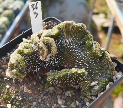 Rara cactus succulenta - rara,