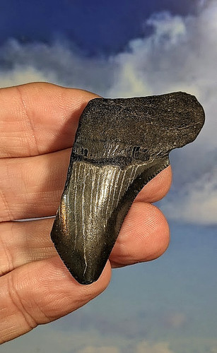 Megalodon shark fossil - megalodon, tooth