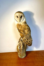 Trofeo  di caccia  tassidermia taxidermy  uccello imbalsamato montato su palco