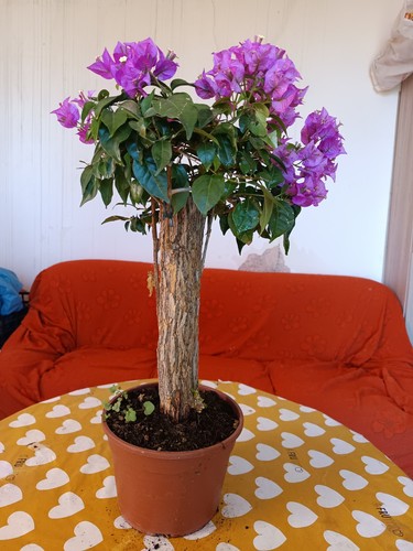 Bouganvillea bonsai vaso - bouganvillea,