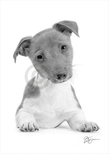 Jack russell cucciolo disegno - jack,