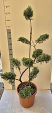 Pianta Juniperus Grey Owl a forma di Bonsai, Ginepro della Virginia - Foto Reali