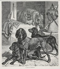 Cane Grand Bleu de Gascogne, Fondazione Razza di Coonhound, 1870 Stampa Antica