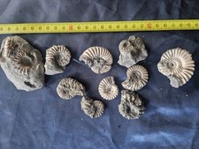 Mega Lotto Ammoniti Giurassico