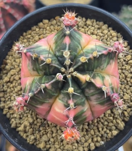 Gymnocalycium mihanovichi